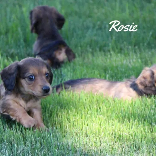 Small brown/black dog named Rosie playing in the grass with other dogs